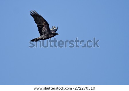 Black Common Raven Flying in a Blue Sky