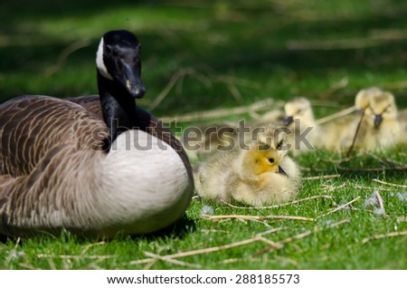 Adorable Little Goslings Resting Beside Mom in the Green Grass