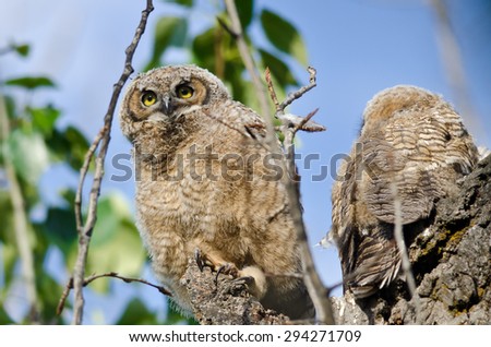 Young Owlet High In Its Nest Looking Across The Tree Tops