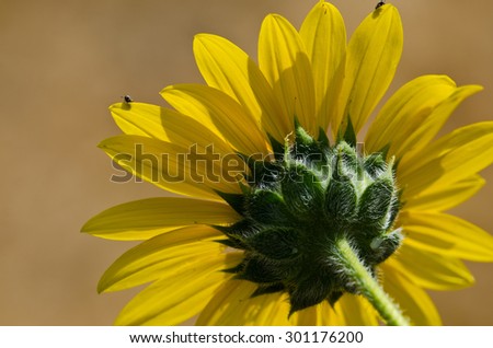 Small Insect Peeking Over the Top of a Sunflower Petal