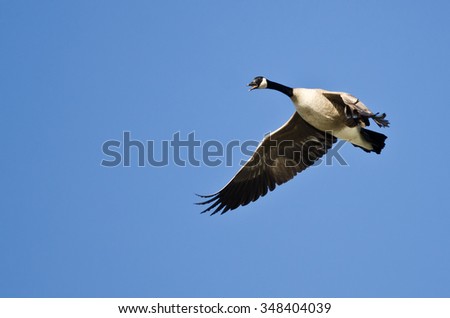 Canada Goose Honking While Flying in a Blue Sky