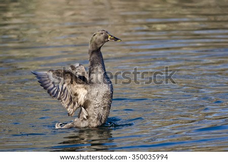 American Black Duck Stretching Its Wings on the Water