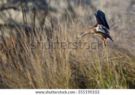 Female Mallard Duck Coming in for a Landing in the Marsh
