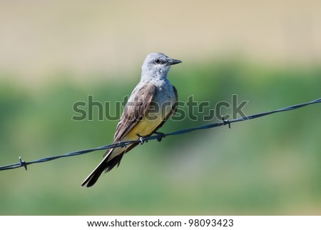 Western Kingbird Perched on Barbed Wire