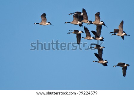 Flock of Canada Geese Taking Flight