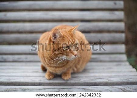Cute yellow cat on the chair staring attentively on the side