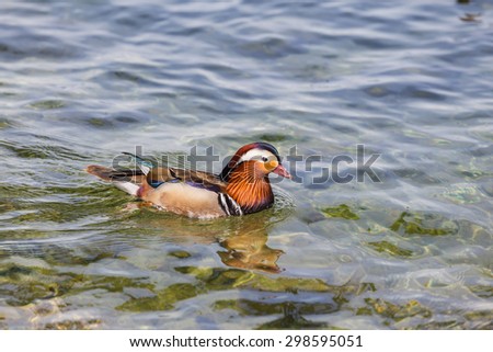 Close up view of a male Mandarin duck floating in water.