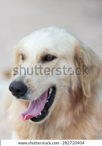 The head of dog, golden retriever,Dog