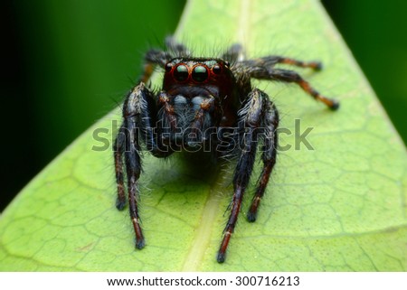 Close up view of a black Jumping Spider