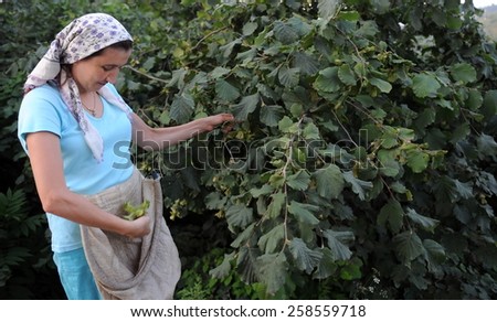 GIRESUN, TURKEY - AUGUST 21: Hazelnuts are harvested in Augusts and picked off from the trees on August 21, 2011 in Giresun, Turkey. Leyle Gok (24) is picking up hazel from to tree.