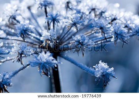 Frozen flower in the cold morning-blue