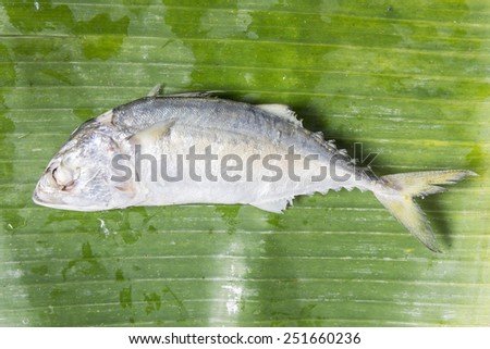 Fresh mackerel or tuna steamed fish on banana green leaf from sea for food background