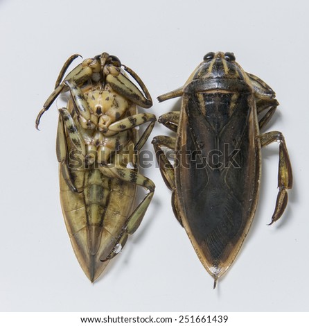 Giant water bug(Lethocerus indicus) thailand