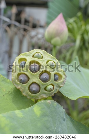 Lotus seed pod on blur lotus leaf background