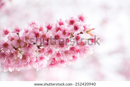 Beautiful   Pink  Bouquet  of  Cherry  Blossom  with  freshness  blooming.