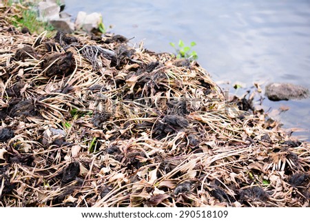 Dumped  of   dry   Water  Hyacinth.