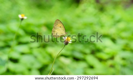 Eurema brigitta hainana  or  common  name  is   Small Grass Yellow find out the nectar of flowers during a rain.