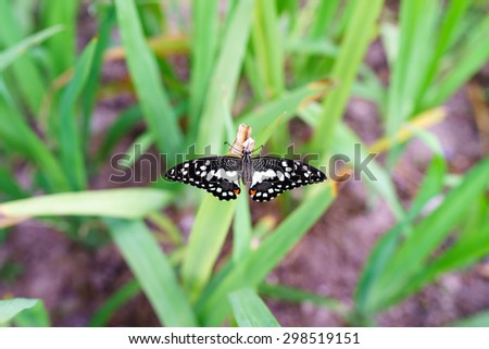 Lime  butterfly  with   beautiful  wings  texture  and   color   on  top  of   green   grass.
