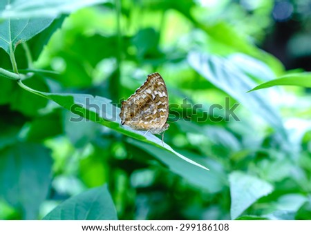 Lemon  Pansy  perched  on  green   leaf    calm  down  with  beautiful   structure  of  spots  on  wing.