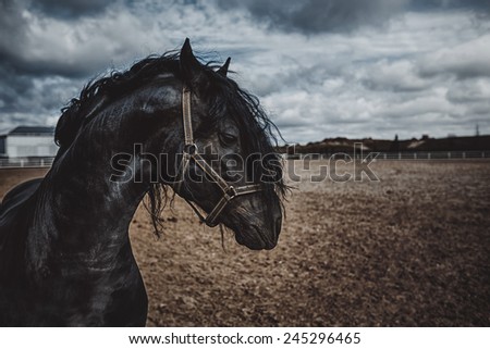 A black frisian horse in the open manege