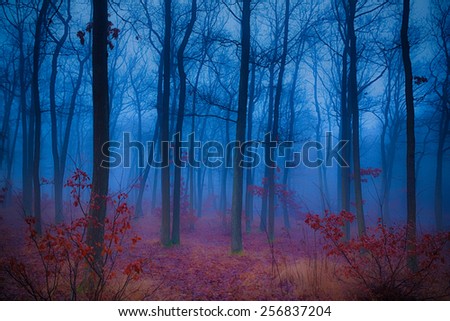Mysterious forest in the morning mist