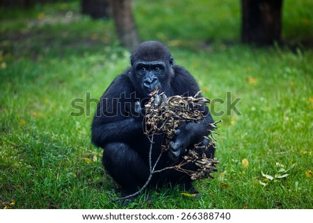 Chimpanzee eats a dry twig in the Budapest Zoo