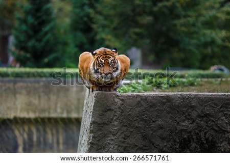 Portrait of a tiger sitting in a unusual posture on the edge in the Warsaw Zoo