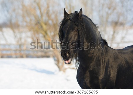 Black frisian horse in the stable at winter time