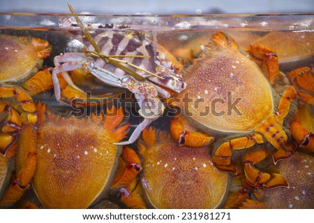 Fresh crabs behind tank glass at the seafood market in Hong Kong.