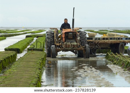 GRANDCAMP-MAISY, FRANCE - JULY 03, 2008: Unidentified farmers work at oyster farm at low tide on July 03, 2008 in Grandcamp-Maisy, France.