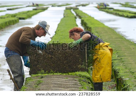 GRANDCAMP-MAISY, FRANCE - JULY 03, 2008: Unidentified farmers work at oyster farm at low tide on July 03, 2008 in Grandcamp-Maisy, France.