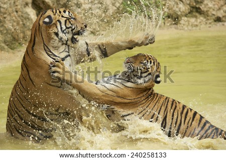 Adult Indochinese tigers fight in the water. The Indochinese tiger (Panthera tigris corbetti) is a tiger subspecies found in the Indochina region of Southeastern Asia.