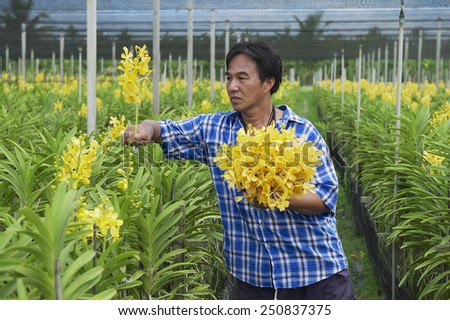 SAMUT SONGKRAM, THAILAND - MAY 22, 2009: Unidentified man works at the orchid farm  on May 22, 2009 in Samut Songkram, Thailand.