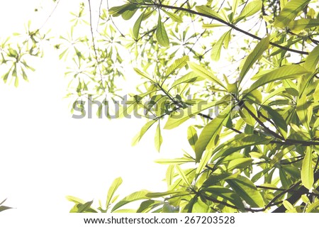 Bright green decorated leaves with branches photographed in a botanical garden showing the changes of seasons. Its spring in March. A tranquil scenery and an wonderful image for a background.