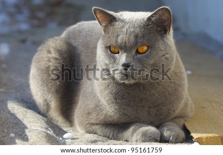 Blue british short-hair cat