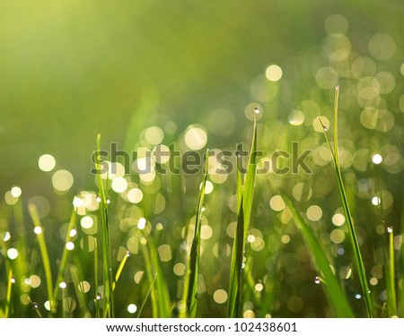 Close up of green grass in sunshine after heavy rain