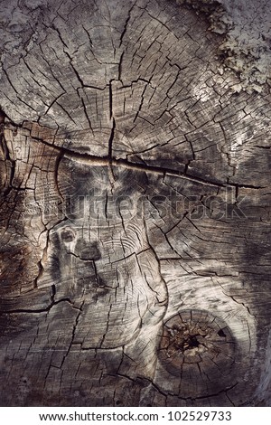 Background of cross section of ancient hardwood tree