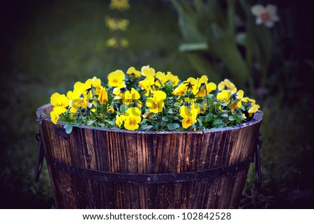 Bunch of yellow viola flowers in wooden barrel
