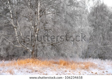 big birch tree with rime frost in winter landscape