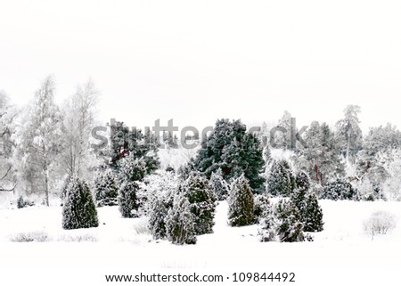 Winter landscape with evergreen trees like juniper, and pine