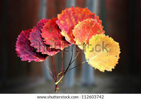 Six autumn aspen leaves in shades of red and yellow, with blurred aspen trees in background
