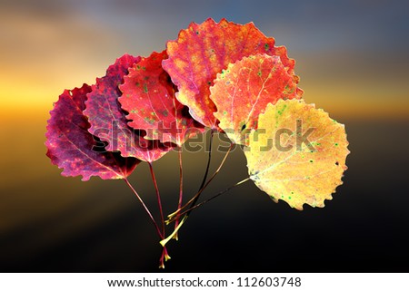 Six autumn aspen leaves in shades of red and yellow, on soft yellow, orange and blue background
