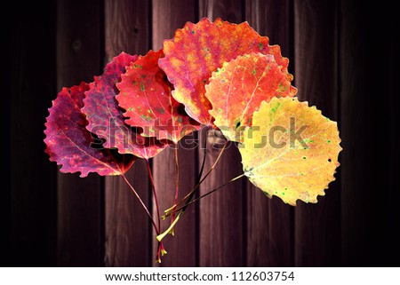 Six autumn aspen leaves in shades of red and yellow, isolated on white