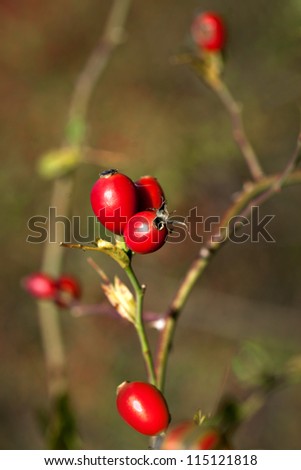 Close up of rose hips on background in autumn color