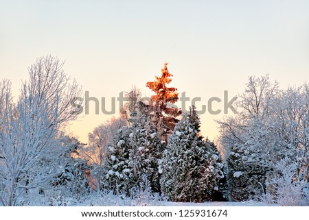 spruce tree in winter landscape with evening sunshine on top