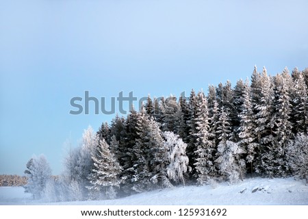 Forest with spruce trees covered in snow and rime frost on cold foggy winter evening