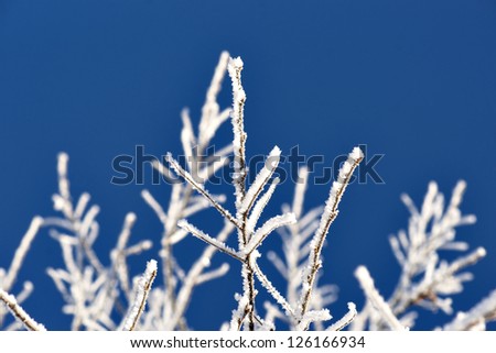 Twig covered in snow and ice crystals on deep blue sky