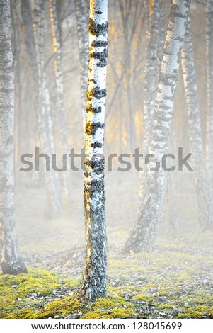 Bare birch trees in foggy spring morning