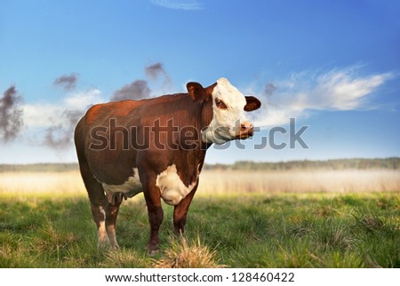 brown and white cow grazing in field with blue sky