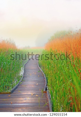 wooden boardwalk path in swamp with reeds in foggy morning